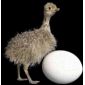 Інкубація страусиних яєць