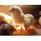 Виведення курчат в домашніх умовах