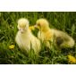 Зберігаємо інкубаційні якості курячих яєць при довгому зберіганні