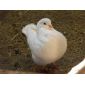 Особливості розведення голубів м'ясних порід