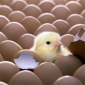 Виробництво і інкубація яєць